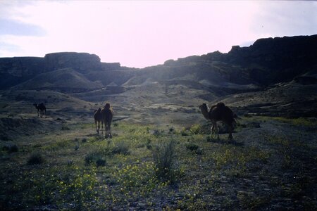 Rando Tunisie 1987, 0060_1987-03-99