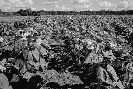 2014_10_07_vie_et_mort_d'un_tournesol, 2024-09-16_fomapan100_NIKON_F801_13_1_wordpress