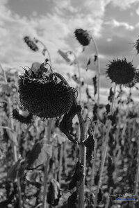 2014_10_07_vie_et_mort_d'un_tournesol, 2024-09-16_fomapan100_NIKON_F801_19_1_wordpress