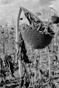 2014_10_07_vie_et_mort_d'un_tournesol, 2024-09-16_fomapan100_NIKON_F801_23_1_wordpress