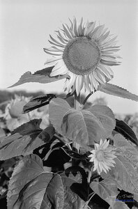 2014_10_07_vie_et_mort_d'un_tournesol, 2024-09-11_fomapan100_minolta_srt101_06_1_wordpress