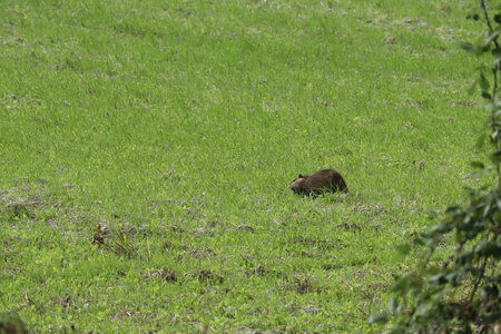 2023 09 19 De Saint-Quentin-sur-le-Homme au Mont-Saint-Michel, IMG_5918 Rat Musqué